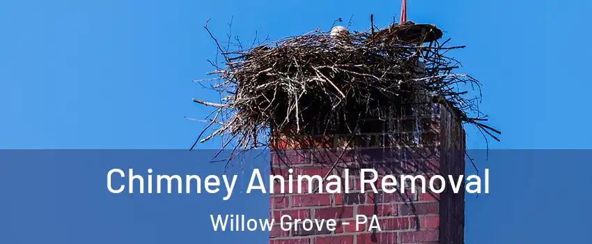  Chimney Animal Removal Willow Grove - PA